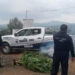 OPERATIVO DE LA SSP EN LAGUNILLAS RESULTA EN EL DECOMISO DE PLANTAS DE MARIHUANA 7 OPERATIVO DE LA SSP EN LAGUNILLAS RESULTA EN EL DECOMISO DE PLANTAS DE MARIHUANA