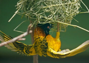 BACTERIA ‘ARSENOPHONUS NASONIAE’ PUEDE SER CLAVE EN LA LUCHA CONTRA EL CAMBIO CLIMÁTICO Y EL CONTROL DE INSECTOS