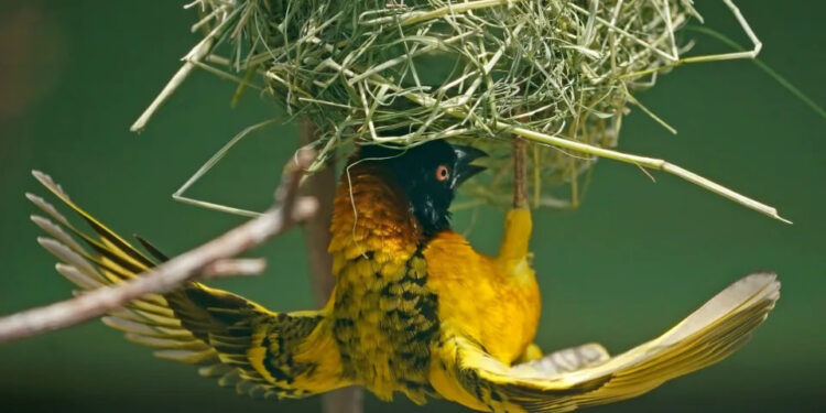 BACTERIA ‘ARSENOPHONUS NASONIAE’ PUEDE SER CLAVE EN LA LUCHA CONTRA EL CAMBIO CLIMÁTICO Y EL CONTROL DE INSECTOS