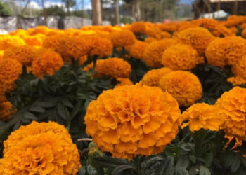 ESTRENO DE LA CUARTA Y ÚLTIMA TEMPORADA DE “SEX EDUCATION” EN NETFLIX