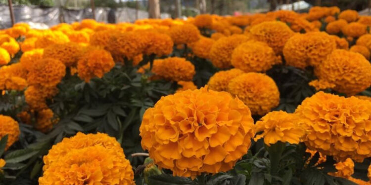 CEMPASÚCHIL FLORECE EN HUERTOS DE MÉXICO: SÍMBOLO DEL DÍA DE MUERTOS 1 ESTRENO DE LA CUARTA Y ÚLTIMA TEMPORADA DE “SEX EDUCATION” EN NETFLIX