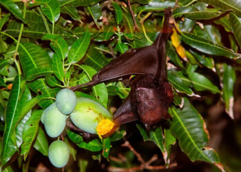 REINICIO DE DIÁLOGO DE PAZ EN COLOMBIA CON EL BLOQUE DISIDENTE DE LAS FARC