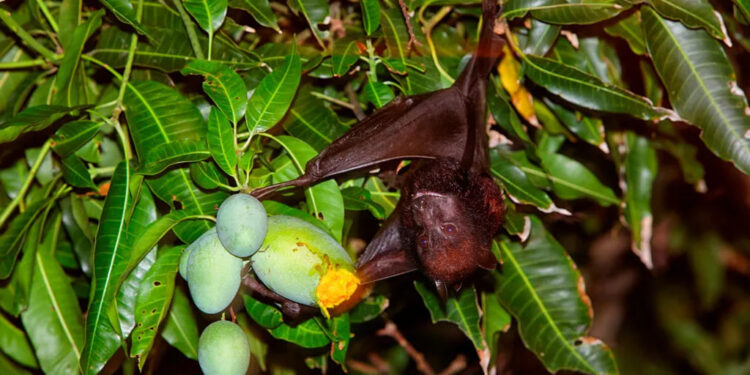 EL VIRUS NIPAH: UN PATÓGENO MORTAL CON RIESGO DE EXPANSIÓN INTERNACIONAL 1 REINICIO DE DIÁLOGO DE PAZ EN COLOMBIA CON EL BLOQUE DISIDENTE DE LAS FARC