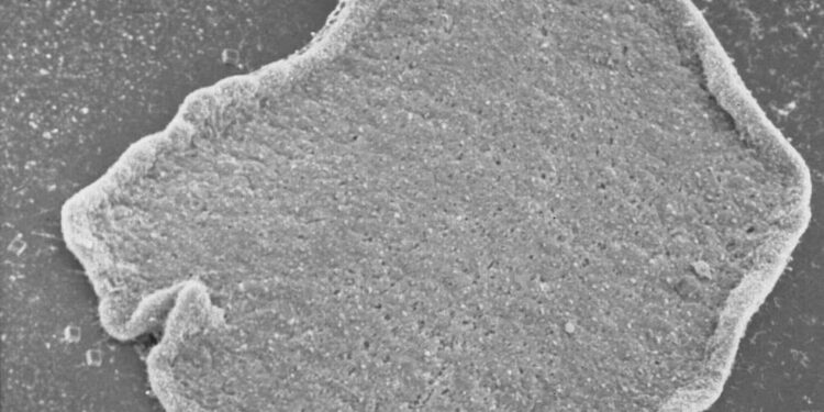 DESCUBRIMIENTO EN PLACOZOOS: CLAVES SOBRE EL ORIGEN DE LAS NEURONAS HUMANAS 1 ¡NUEVA CONVOCATORIA ABIERTA PARA JÓVENES CONSTRUYENDO EL FUTURO!