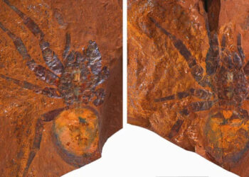 HALLAZGO DE FÓSIL DE ARAÑA 'GIGANTE' DE 16 MILLONES DE AÑOS EN AUSTRALIA REVELA UN PASADO VERDE 2 SANCIÓN POTENCIAL PARA PAUL POGBA EN LA JUVENTUS Y ANTECEDENTES POLÉMICOS DEL CLUB