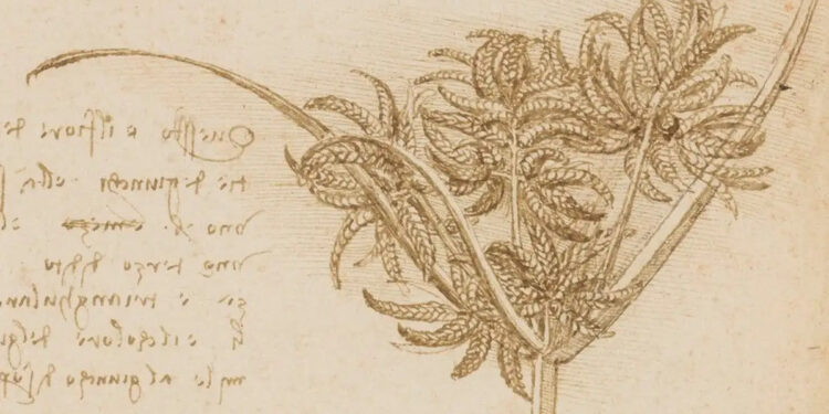 ESTUDIO RECIENTE CUESTIONA LA REGLA DE LEONARDO DA VINCI PARA DIBUJAR ÁRBOLES Y OFRECE NUEVAS PERSPECTIVAS CIENTÍFICAS 1 SANCIÓN POTENCIAL PARA PAUL POGBA EN LA JUVENTUS Y ANTECEDENTES POLÉMICOS DEL CLUB