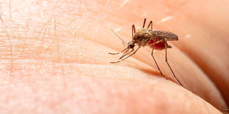 AUMENTO DE CASOS DE PALUDISMO EN TAMAULIPAS LLEVA A LA ACCIÓN DE LAS AUTORIDADES DE SALUD 1 DEVOTOS DE SAN JUDAS TADEO SE REÚNEN EN EL TEMPLO DE SAN HIPÓLITO Y CASIANO: AFECTACIONES VEHICULARES