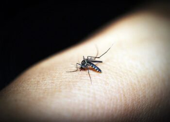 ALERTA: RIESGOS INMINENTES DEL DENGUE EN EMBARAZADAS, ENFERMOS CRÓNICOS Y PEQUEÑOS INOCENTES