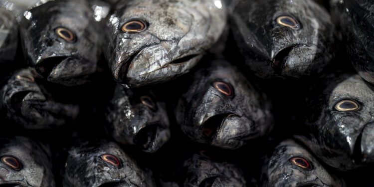 TERRIBLE TRAGEDIA EN CALIFORNIA: MUJER PIERDE SUS CUATRO EXTREMIDADES TRAS INGERIR PESCADO INFECTADO CON UNA LETAL BACTERIA 1 TERRIBLE TRAGEDIA EN CALIFORNIA: MUJER PIERDE SUS CUATRO EXTREMIDADES TRAS INGERIR PESCADO INFECTADO CON UNA LETAL BACTERIA