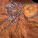 MEGAMONODONTIUM MCCLUSKYI: EL IMPRESIONANTE DESCUBRIMIENTO DE UNA INMENSA ARÁCNIDA FOSILIZADA EN AUSTRALIA