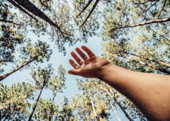 BRAZIL OFRECE GENEROSAS RECOMPENSAS PARA SALVAR LA AMAZONIA, LA JOYA DEL PLANETA