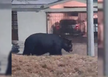 ¡QUÉ OSOTE! CAPTAN ANIMAL DE GRAN TAMAÑO AL SUR DE MONTERREY