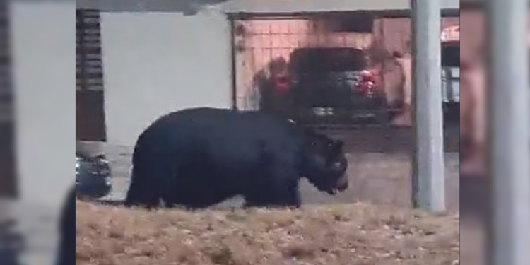 ¡QUÉ OSOTE! CAPTAN ANIMAL DE GRAN TAMAÑO AL SUR DE MONTERREY 1 ¡QUÉ OSOTE! CAPTAN ANIMAL DE GRAN TAMAÑO AL SUR DE MONTERREY