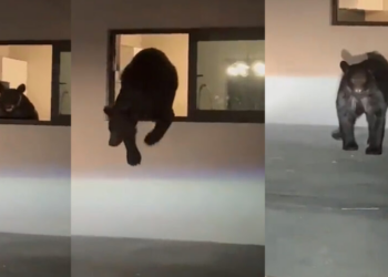 SE METE OSO…HASTA LA COCINA