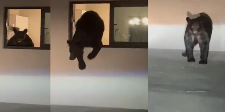 SE METE OSO...HASTA LA COCINA 1 SE METE OSO…HASTA LA COCINA