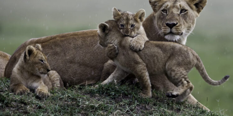 ESTUDIO DE LA UNIVERSIDAD DE BRISTOL PRONOSTICA LA EXTINCIÓN DE LOS MAMÍFEROS, INCLUYENDO A LOS HUMANOS 1 EL PSG Y MBAPPÉ CAEN ANTE EL NEWCASTLE UNITED EN LA CHAMPIONS LEAGUE