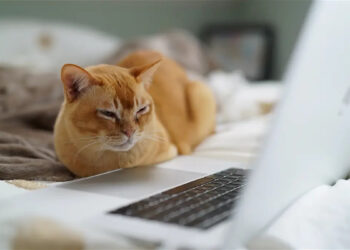 ALERTA POR TORMENTAS TROPICALES “MAX” Y “LIDIA” EN SIETE ESTADOS DE MÉXICO