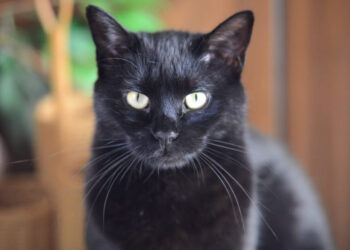 EL ENIGMA DEL VIERNES 13: ORÍGENES Y SUPERSTICIONES