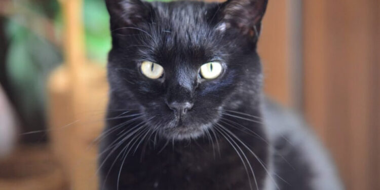 EL ENIGMA DEL VIERNES 13: ORÍGENES Y SUPERSTICIONES