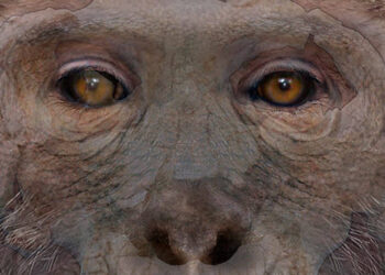 DISNEY CELEBRA SU CENTENARIO CON EXPERIENCIA INTERACTIVA EN TIKTOK