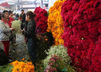 COSECHA DE LA FLOR DE CEMPASÚCHIL PARA EL DÍA DE MUERTOS EN MÉXICO