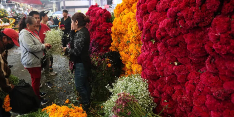 COSECHA DE LA FLOR DE CEMPASÚCHIL PARA EL DÍA DE MUERTOS EN MÉXICO