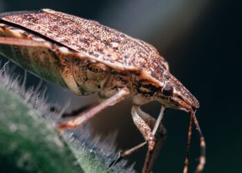 ALERTA EN FRANCIA: PLAGA DE CHINCHES INFESTA ESCUELAS, HOSPITALES Y MÁS