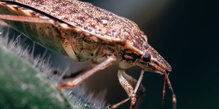ALERTA EN FRANCIA: PLAGA DE CHINCHES INFESTA ESCUELAS, HOSPITALES Y MÁS 1 ALERTA EN FRANCIA: PLAGA DE CHINCHES INFESTA ESCUELAS, HOSPITALES Y MÁS