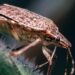 ALERTA EN FRANCIA: PLAGA DE CHINCHES INFESTA ESCUELAS, HOSPITALES Y MÁS 7 ALERTA EN FRANCIA: PLAGA DE CHINCHES INFESTA ESCUELAS, HOSPITALES Y MÁS