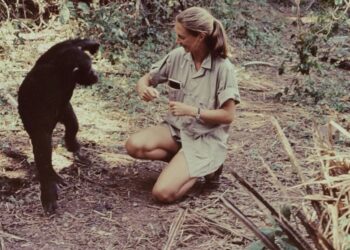 CIENTÍFICA DE RENOMBRE INVITA A REFLEXIONAR SOBRE LA SUPERPOBLACIÓN GLOBAL: LAS CONTROVERTIDAS PALABRAS DE JANE GOODALL Y SU INESPERADA COMPARACIÓN CON THANOS