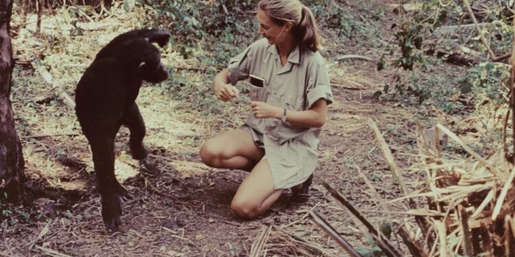 CIENTÍFICA DE RENOMBRE INVITA A REFLEXIONAR SOBRE LA SUPERPOBLACIÓN GLOBAL: LAS CONTROVERTIDAS PALABRAS DE JANE GOODALL Y SU INESPERADA COMPARACIÓN CON THANOS