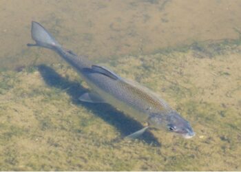 ¡SORPRENDENTE RESURRECCIÓN! PEZ OFICIALMENTE EXTINTO, EL CORÉGONO PICUDO, REAPARECE CON UN IMPACTANTE GIRO GENÉTICO