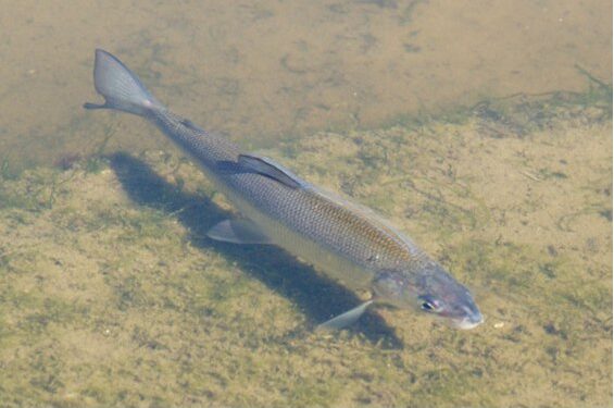 ¡SORPRENDENTE RESURRECCIÓN! PEZ OFICIALMENTE EXTINTO, EL CORÉGONO PICUDO, REAPARECE CON UN IMPACTANTE GIRO GENÉTICO 1 ¡SORPRENDENTE RESURRECCIÓN! PEZ OFICIALMENTE EXTINTO, EL CORÉGONO PICUDO, REAPARECE CON UN IMPACTANTE GIRO GENÉTICO