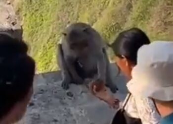 INCREÍBLE NEGOCIACIÓN: TURISTA SOBRESEE A UN ASTUTO LADRÓN DE CELULARES CON UN TRUCO GASTRONÓMICO