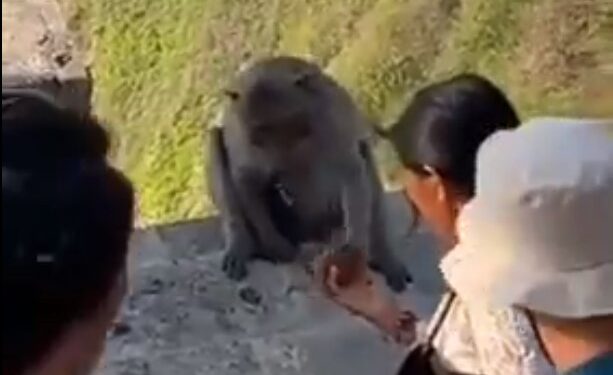 INCREÍBLE NEGOCIACIÓN: TURISTA SOBRESEE A UN ASTUTO LADRÓN DE CELULARES CON UN TRUCO GASTRONÓMICO