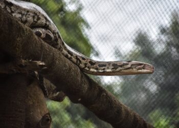 IMPRESIONANTE RESCATE DE UNA ANACONDA DE 4 METROS EN COLOMBIA