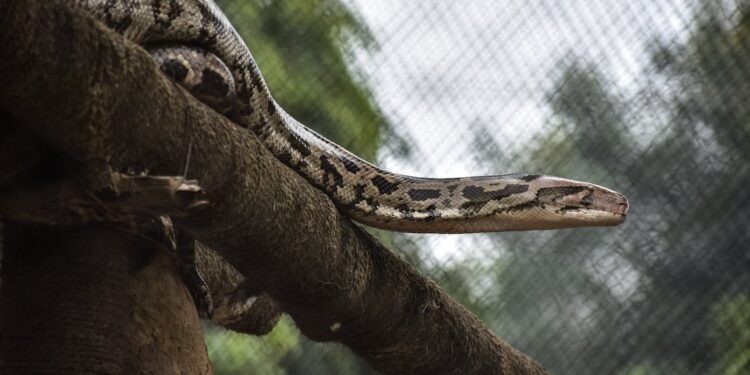 IMPRESIONANTE RESCATE DE UNA ANACONDA DE 4 METROS EN COLOMBIA