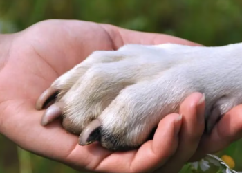 PROPONE MC TALLERES CONTRA MALTRATO ANIMAL