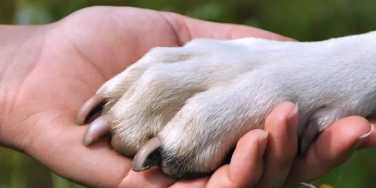 PROPONE MC TALLERES CONTRA MALTRATO ANIMAL