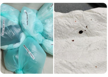 REPORTAN PLAGA DE CHINCHES EN IMSS