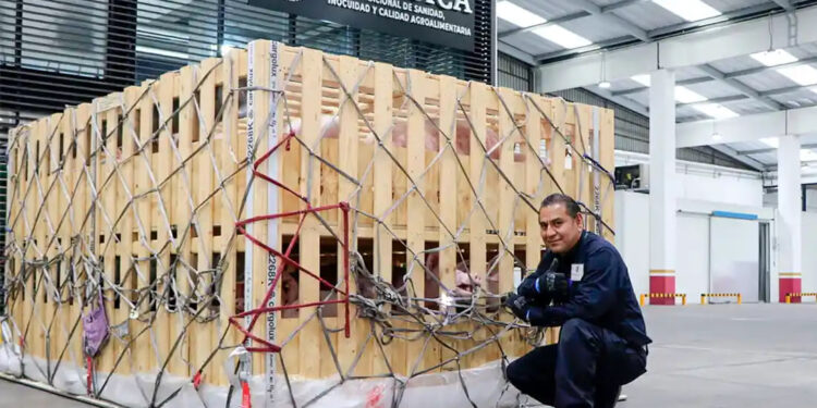 MÉXICO IMPORTA CERDOS DE DINAMARCA PARA MEJORAR GENÉTICA PORCINA 1 FALLECE EL ACTOR TARAJA RAMSESS Y TRES DE SUS HIJOS EN UN ACCIDENTE DURANTE LA NOCHE DE HALLOWEEN