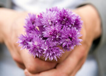 TOULOUSE SORPRENDE AL LIVERPOOL EN UN ELECTRIZANTE ENCUENTRO DE LA UEFA EUROPA LEAGUE
