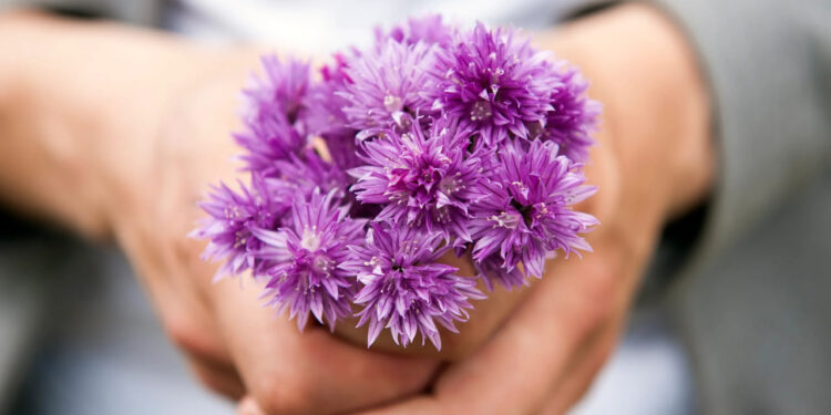 TENDENCIA DEL 9 DE NOVIEMBRE: REGALA FLORES MORADAS INSPIRADAS EN "RAMITO DE VIOLETAS" 1 TOULOUSE SORPRENDE AL LIVERPOOL EN UN ELECTRIZANTE ENCUENTRO DE LA UEFA EUROPA LEAGUE