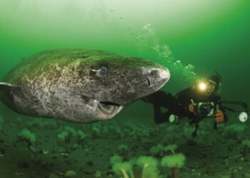 POSIBLE ELIMINACIÓN DE DJOKOVIC EN LAS ATP FINALS: UN ESCENARIO COMPLICADO