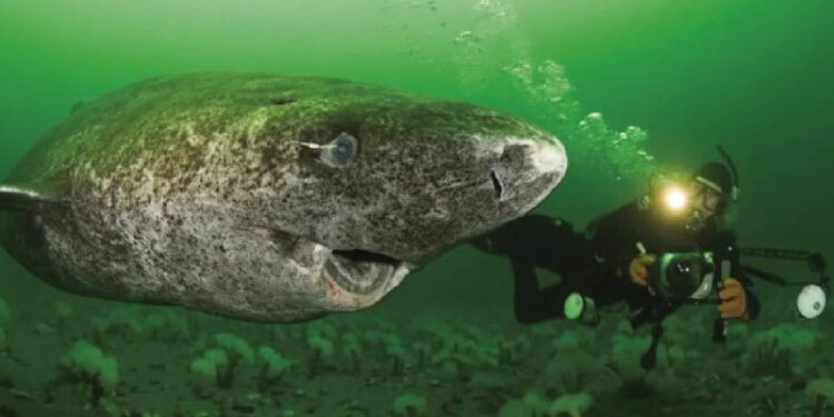 POSIBLE ELIMINACIÓN DE DJOKOVIC EN LAS ATP FINALS: UN ESCENARIO COMPLICADO