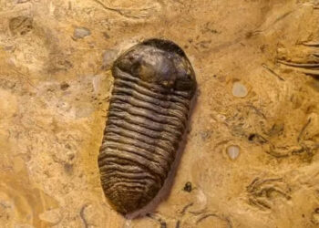 ASEGURA LA INTEGRIDAD DE TUS CHATS EN WHATSAPP: VINCULA TU CUENTA AL CORREO ELECTRÓNICO