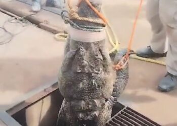 ¡GRAN COCODRILO DE 3 METROS RESCATADO DE ALCANTARILLA EN CIUDAD VICTORIA, TAMAULIPAS!