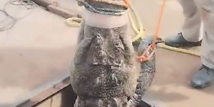 ¡GRAN COCODRILO DE 3 METROS RESCATADO DE ALCANTARILLA EN CIUDAD VICTORIA, TAMAULIPAS! 1 ¡GRAN COCODRILO DE 3 METROS RESCATADO DE ALCANTARILLA EN CIUDAD VICTORIA, TAMAULIPAS!