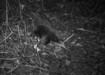 ¡SENSACIONAL REDENSCUBRIMIENTO EN LAS REMOTAS MONTAÑAS CÍCLOPE DE INDONESIA!