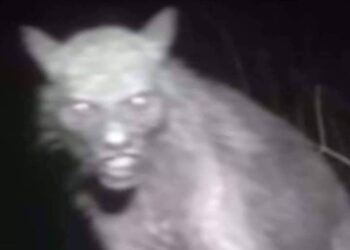 ¡IMPACTANTES IMÁGENES REVELAN UNA ENIGMÁTICA CRIATURA QUE DESATA ESPECULACIONES EN OAXACA!